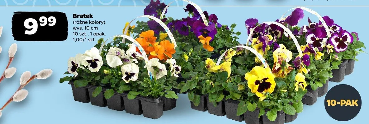 Bratek, różne kolory promocja w Netto