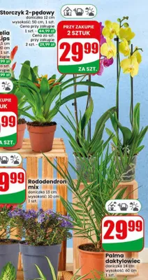 Palma daktylowiec doniczka 14cm wysokość 60cm promocja w Dino