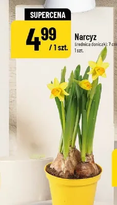 Narcyz średnica doniczki: 7 cm promocja w POLOmarket