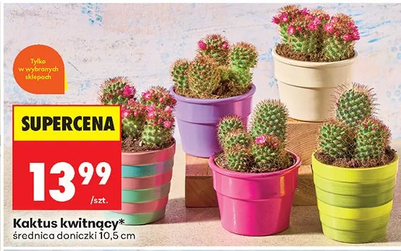Kaktus kwitnący średnica doniczki 10,5cm promocja w Biedronka