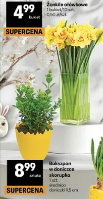 Żonkile ołówkowe promocja w Delikatesy Centrum