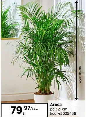 Areca 70 cm promocja w Leroy Merlin