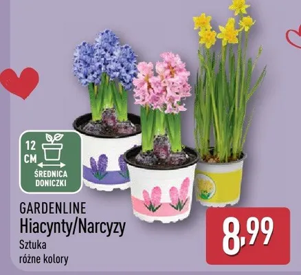 Narcyzy promocja w Aldi