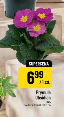 Prymula Obsidian promocja w POLOmarket