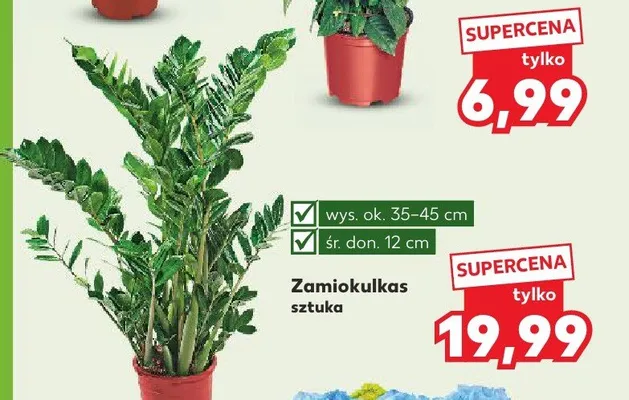 Zamiokulkas promocja w Kaufland
