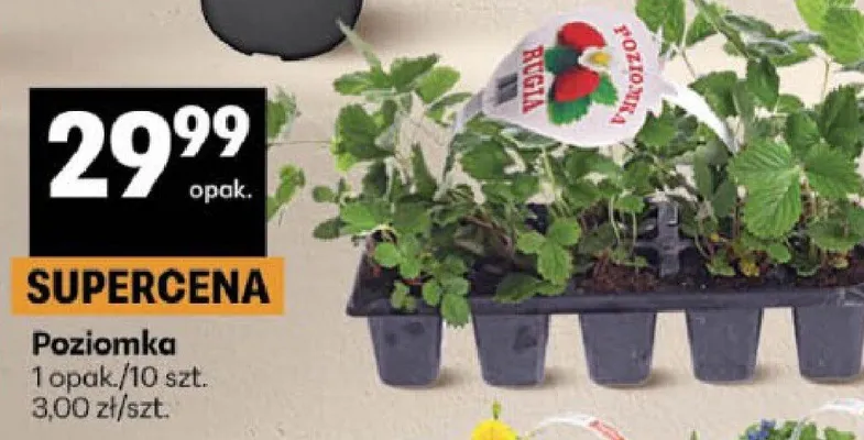 Poziomka opakowanie promocja w Delikatesy Centrum