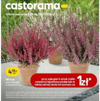 Wrzos śr. doniczki 11 cm promocja w Castorama