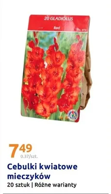 Cebulki kwiatowe mieczyków 20 szt., różne warianty promocja w Action
