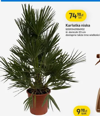 Karłatka niska śr. doniczki 23cm promocja w Castorama