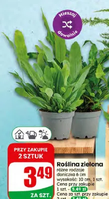 Roślina zielona promocja w Dino