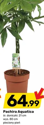 Pachira Aquatica promocja w Bricomarche