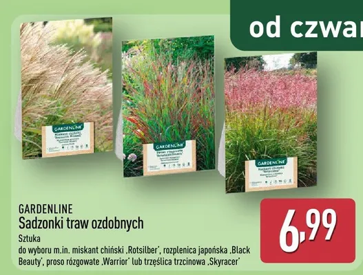 Sadzonki traw ozdobnych promocja w Aldi