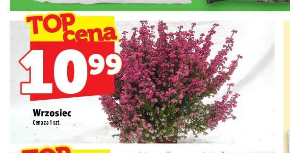 Wrzosiec promocja w TOPAZ