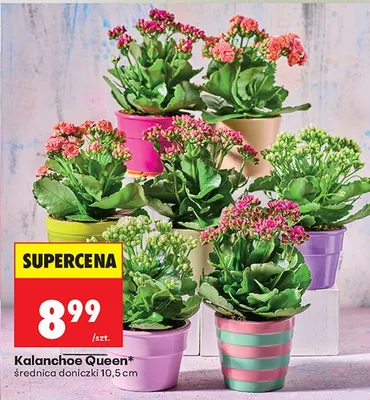 Kalanchoe Queen średnica doniczki 10,5 cm promocja w Biedronka