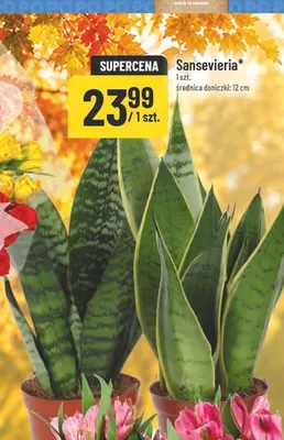 Sansevieria promocja w POLOmarket