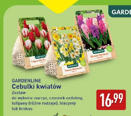 Cebulki kwiatów tulipany Gardenline promocja w Aldi