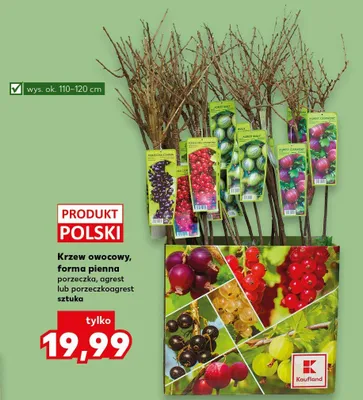 Krzew owocowy forma pienna porzeczka, agrest lub porzeczkoogrest promocja w Kaufland