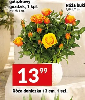 Róża doniczkowa promocja w Twój Market