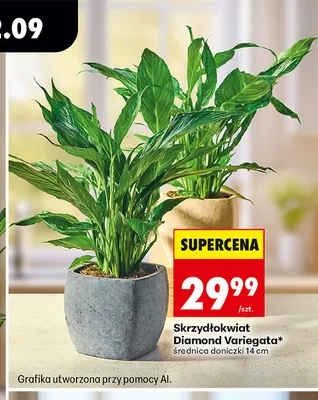 Skrzydłokwiat Diamond Variegata średnica doniczki 14 cm promocja w Biedronka