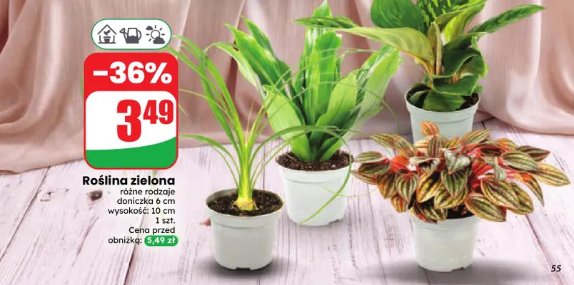 Roślina zielona promocja w Dino