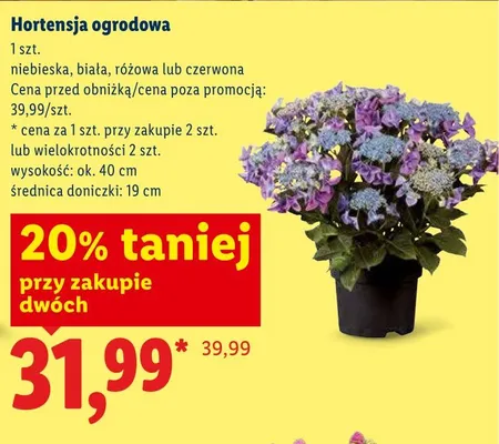 Hortensja ogrodowa niebieska wys. ok. 40cm promocja w Lidl
