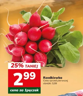 Rzodkiewka promocja w Hitpol