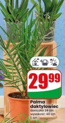 Palma daktylowiec doniczka 14cm wysokość 60cm promocja w Dino