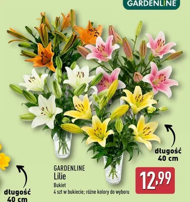 Bukiet lilii Gardenline 4-pak promocja w Aldi