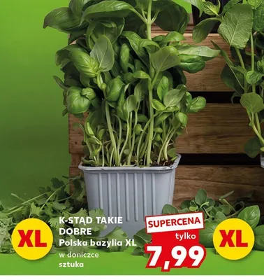 Bazylia XL w doniczce sztuka promocja w Kaufland