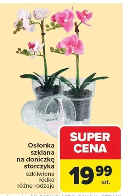 Osłonka szklana na doniczkę storczyka szklilowa lodka różne rodzaje promocja w Carrefour