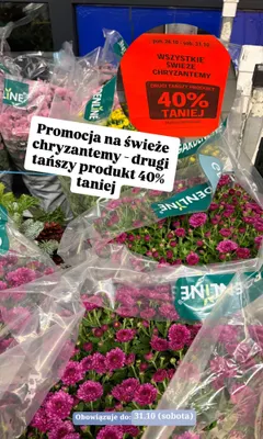 Chryzantemy Gardenline promocja w Aldi