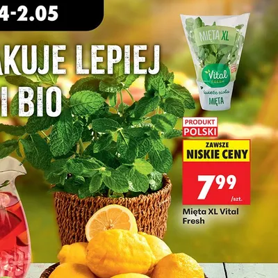 Mięta XL Vital Fresh promocja w Biedronka