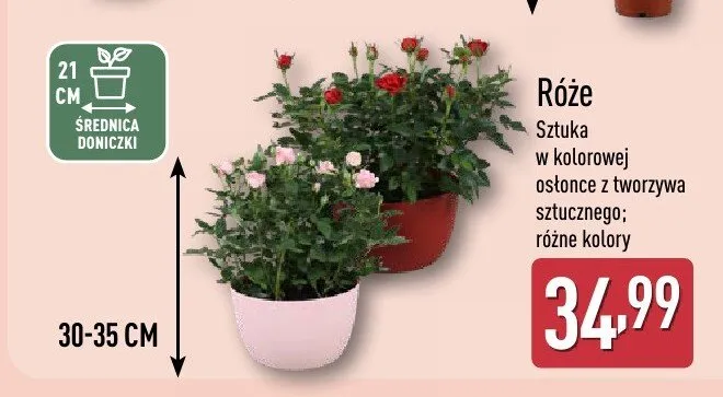 Róże w kolorowej osłonce różne kolory promocja w Aldi