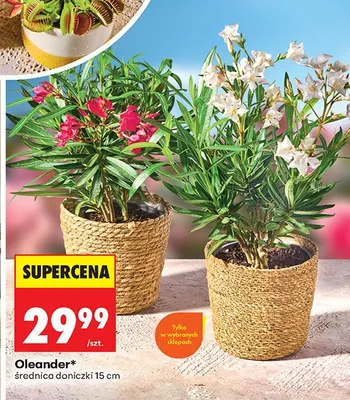 Oleander różowy średnica doniczki 15cm promocja w Biedronka