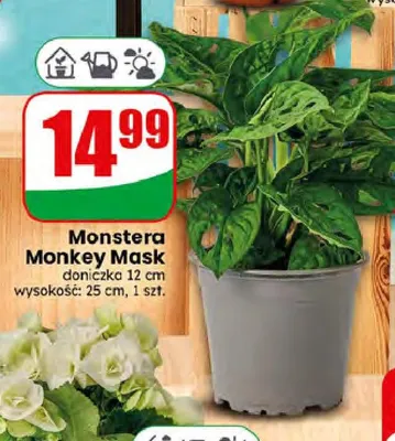 Monstera Monkey Mask doniczka 12 cm promocja w Dino