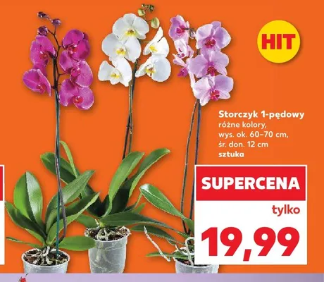 Storczyk 1-pędowy promocja w Kaufland
