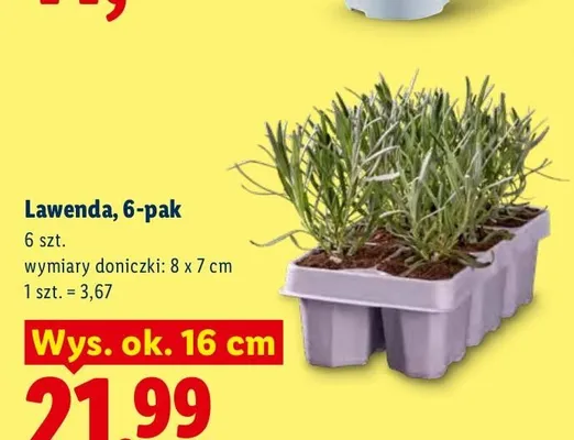 Lawenda 6-pak wys. ok. 16 cm promocja w Lidl