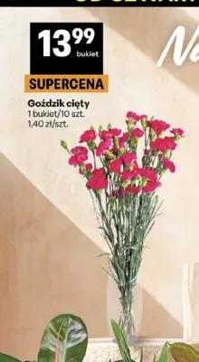 Goździk cięty 10-pak promocja w Delikatesy Centrum