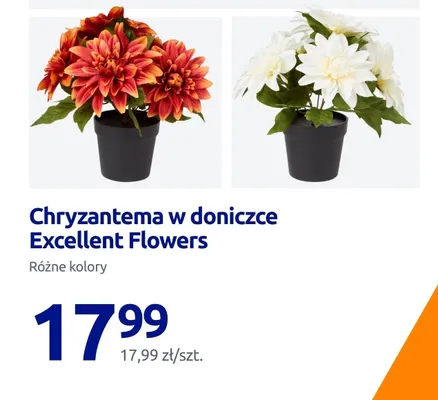Chryzantema w doniczce różne kolory promocja w Action