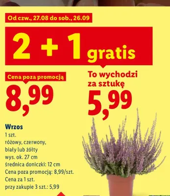 Wrzos promocja w Lidl