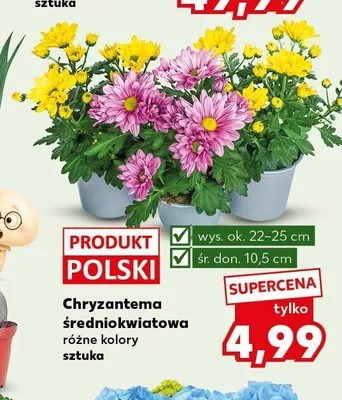 Chryzantema średniokwiatowa promocja w Kaufland