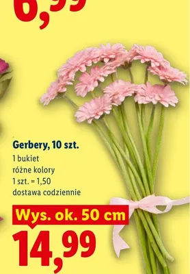 Gerbery 10-pak promocja w Lidl