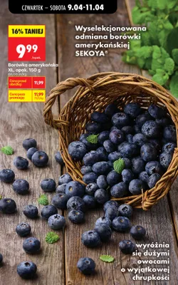 Borówka amerykańska XL promocja w Biedronka