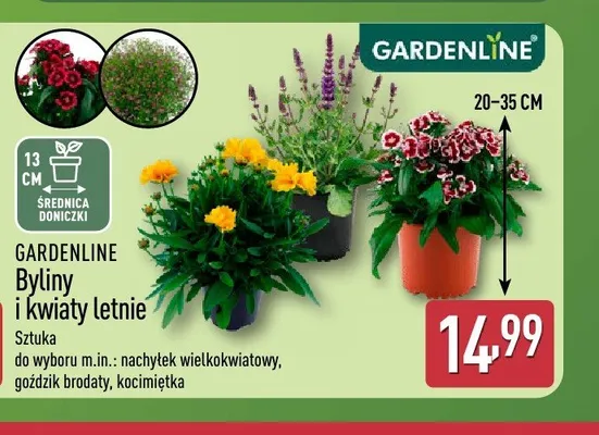 Byliny i kwiaty letnie GARDENLINE promocja w Aldi