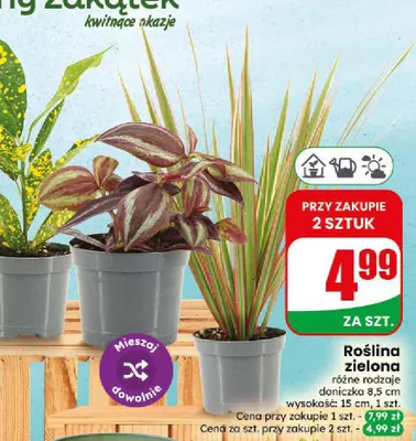 Roślina zielona promocja w Dino