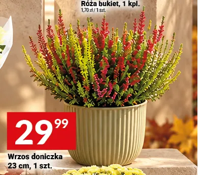 Wrzos doniczka 23 cm promocja w Twój Market