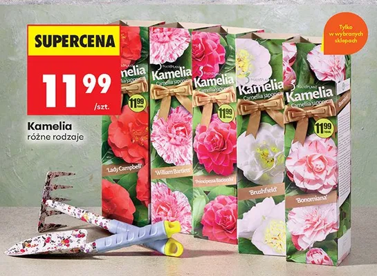 Kamelia różne rodzaje promocja w Biedronka
