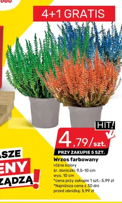 Wrzos farbowany promocja w Bricomarche