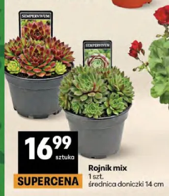 Rojnik mix średnica doniczki 14cm promocja w Delikatesy Centrum