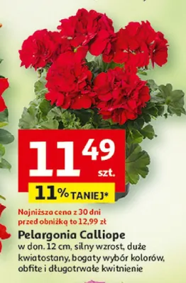 Pelargonia Calliope w donicy silny wzrost duże kwiatostany promocja w Auchan